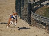 Golden Rabbit European Sandtrack-Derby Th. Ernst (141)